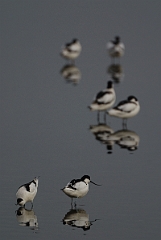 David Plant Photography - Wildlife Photography - Avocet - N